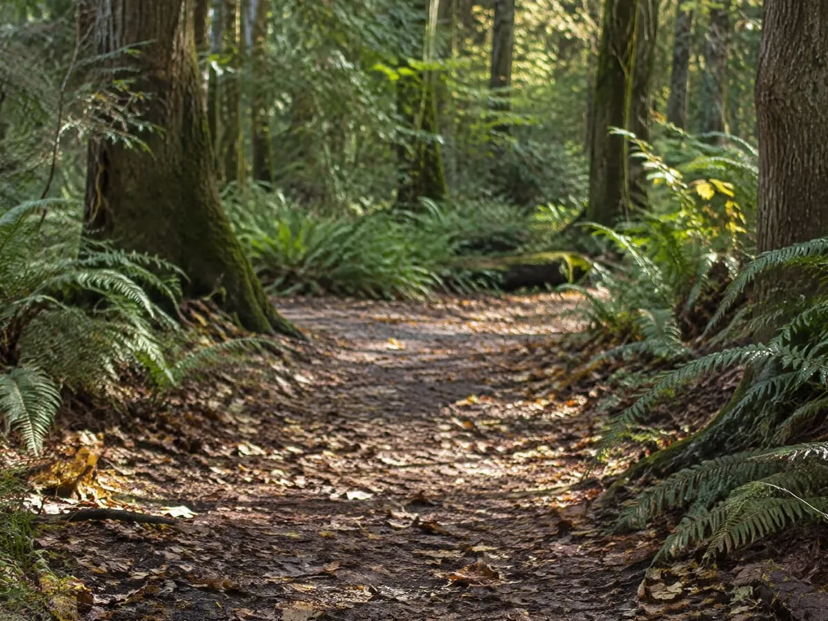 The woodland, empty